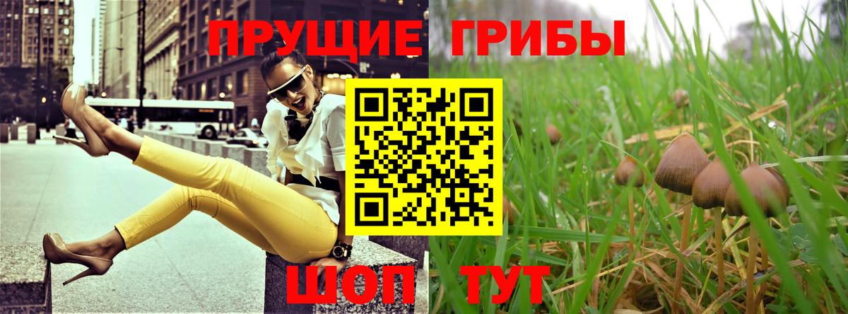 Волоколамск  Псилоцибиновые грибы MAGIC MUSHROOMS  Вход с VPN 